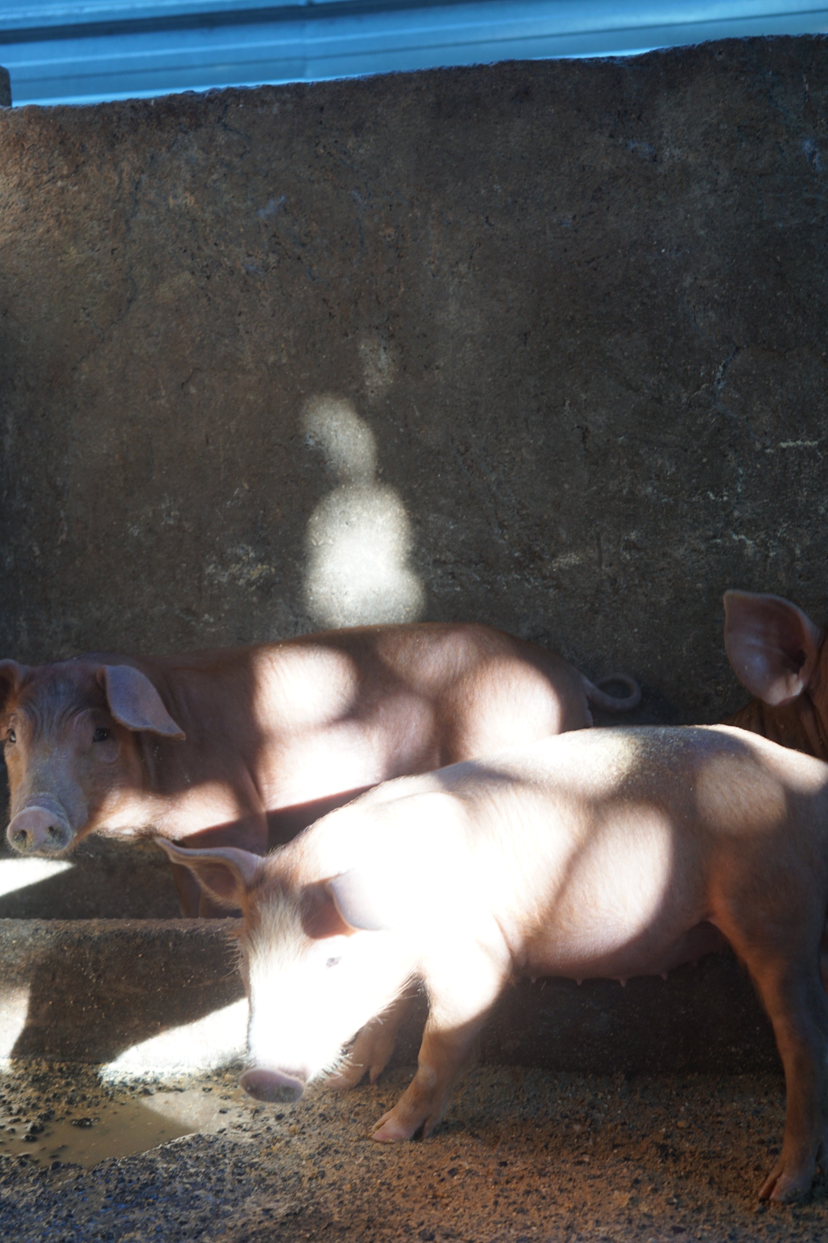 Peternakan di Nusa Penida