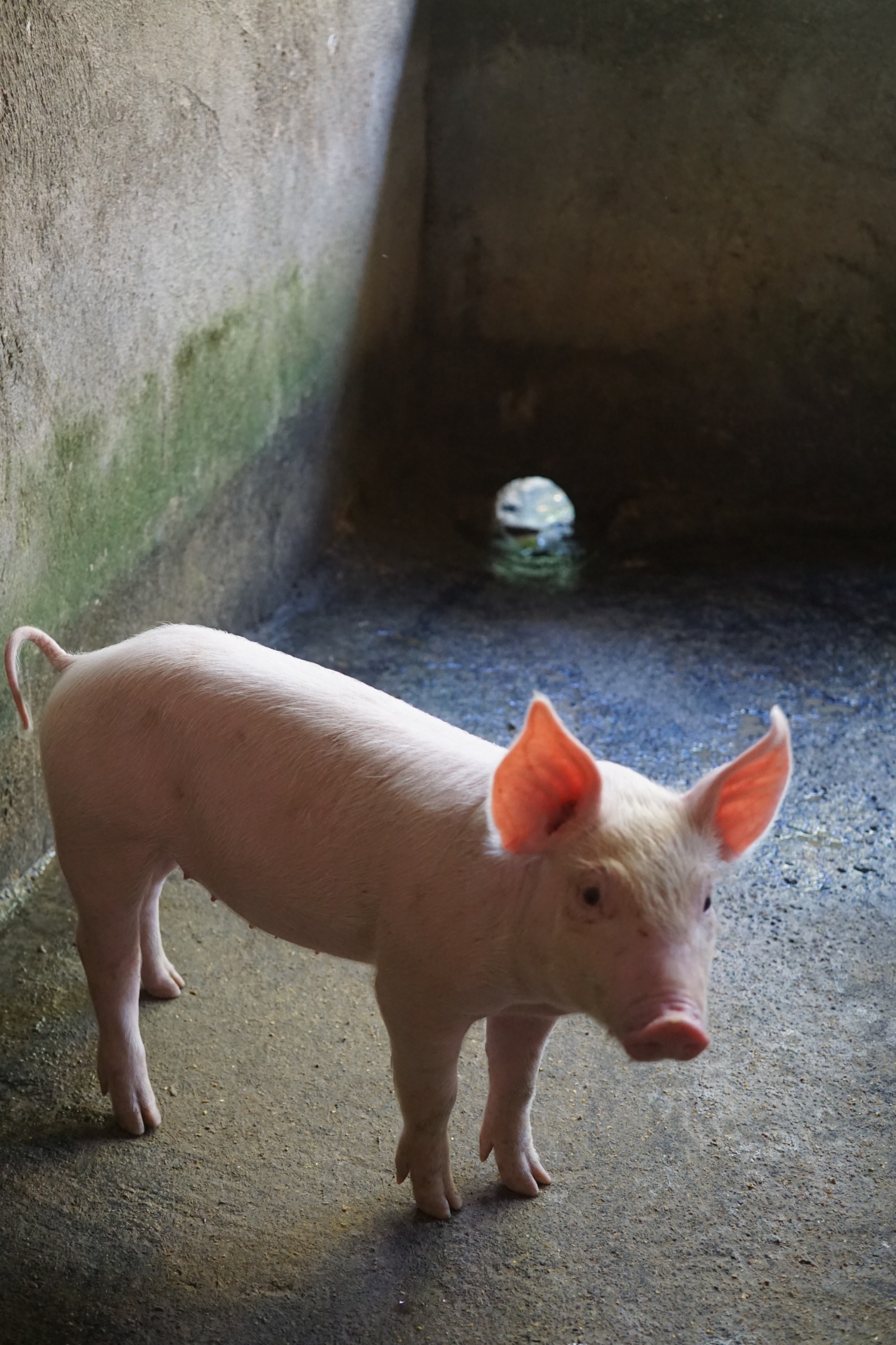 Babi muda di kandang