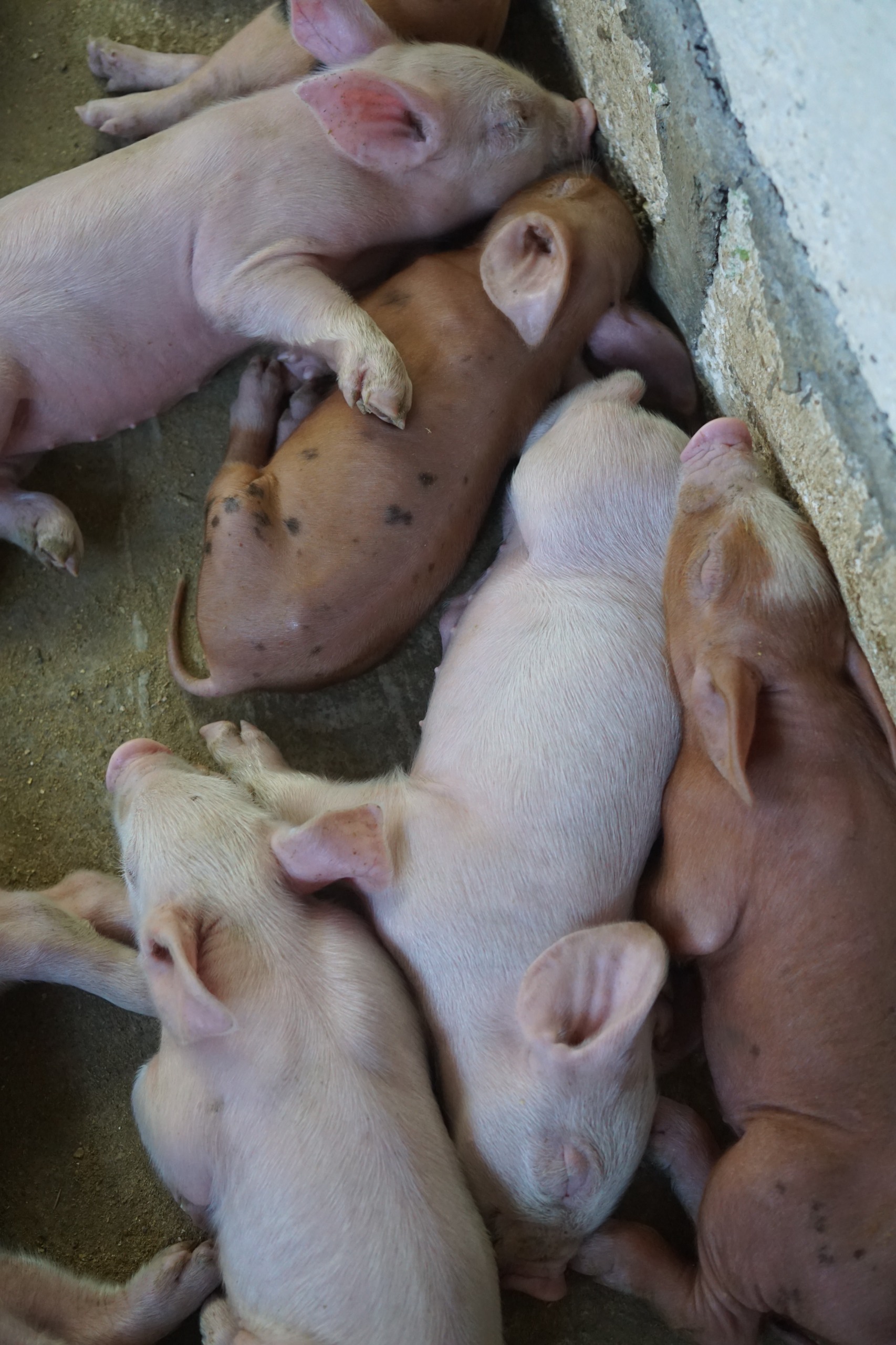 Anak babi tidur bersama