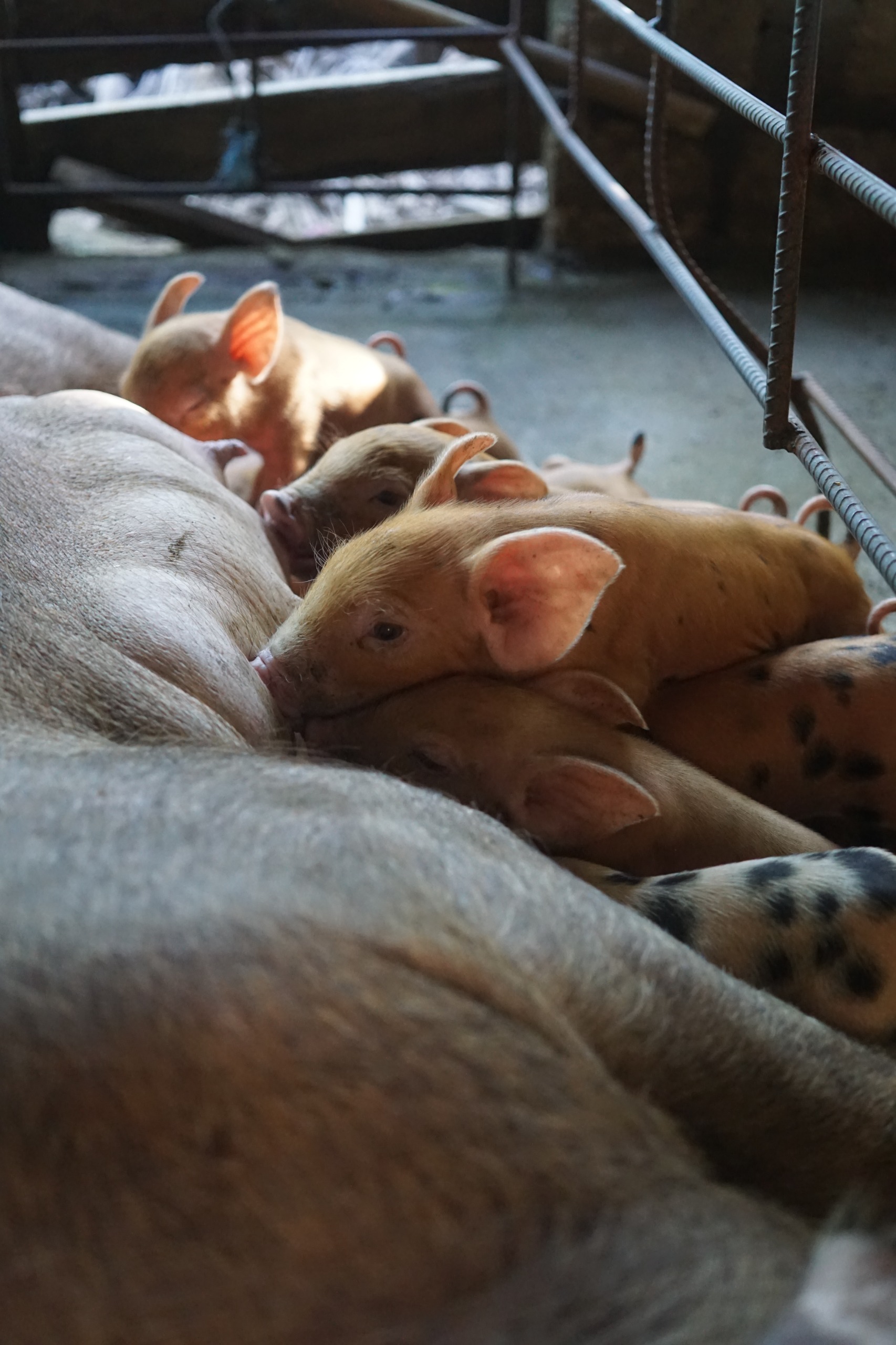 Indukan menyusui anak babi