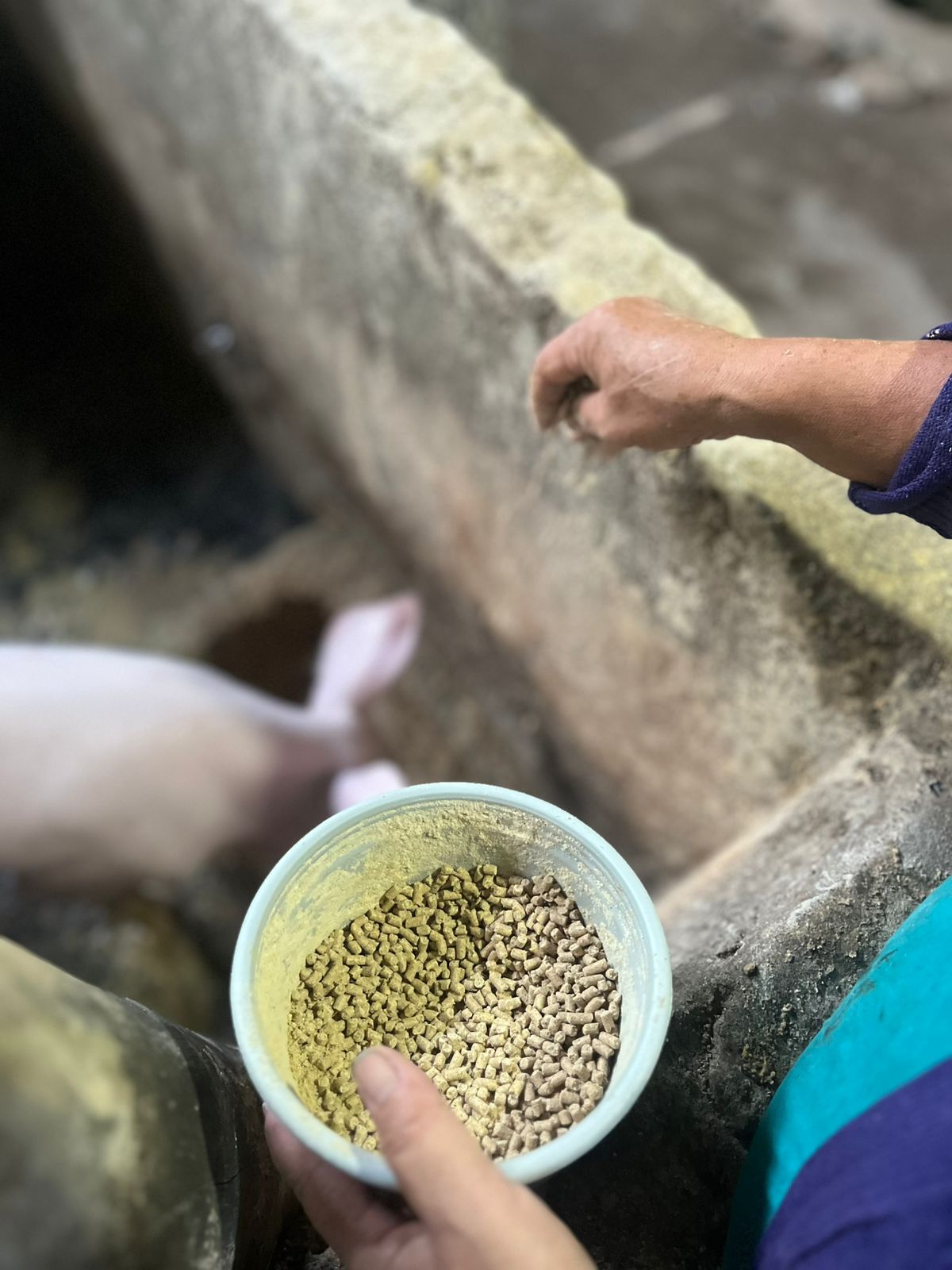 Pemberian pakan alami