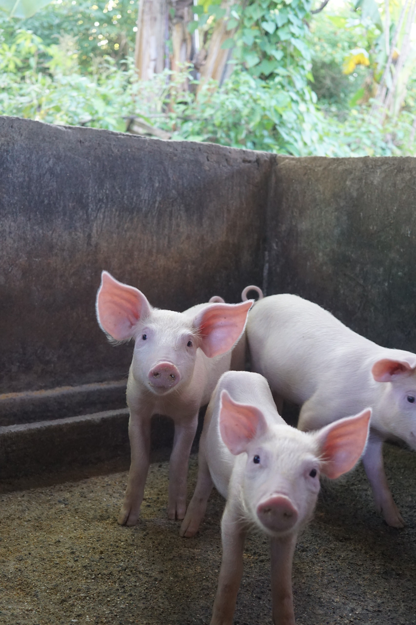 Babi sehat berkualitas